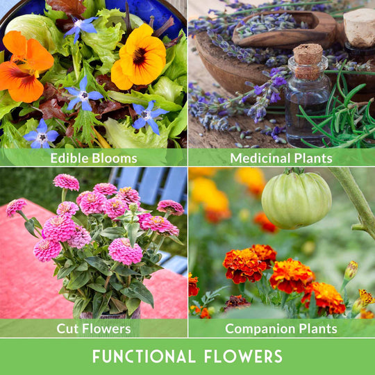 Survival Garden Seeds: Functional Flower Garden Kit - 36 Helpful Flowers