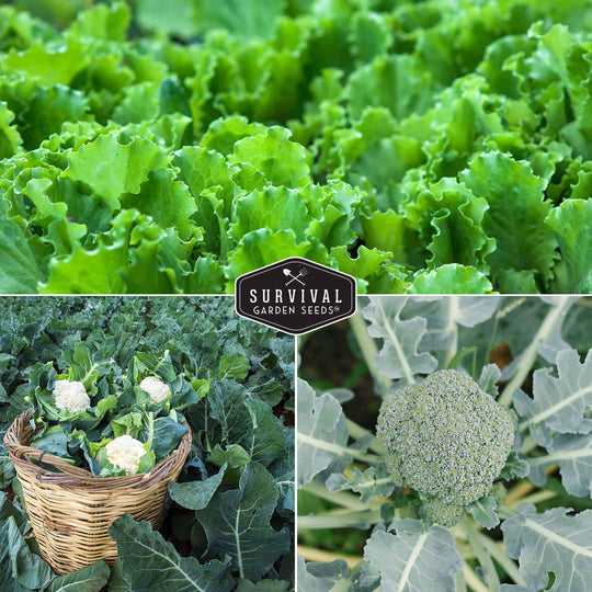 Survival Garden Seeds: Cool Weather Vegetable Seed Collection - Spinach, Kale, Cilantro, Broccoli, and Leaf Lettuce