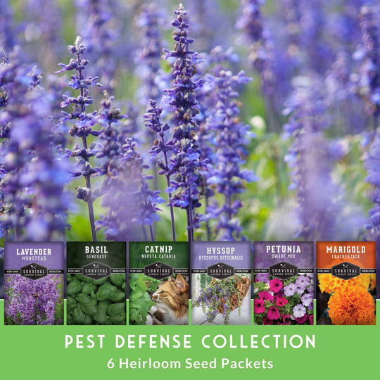 Survival Garden Seeds: 6 Pest Defense Herb & Flower Seeds - Repel Garden Pests Naturally