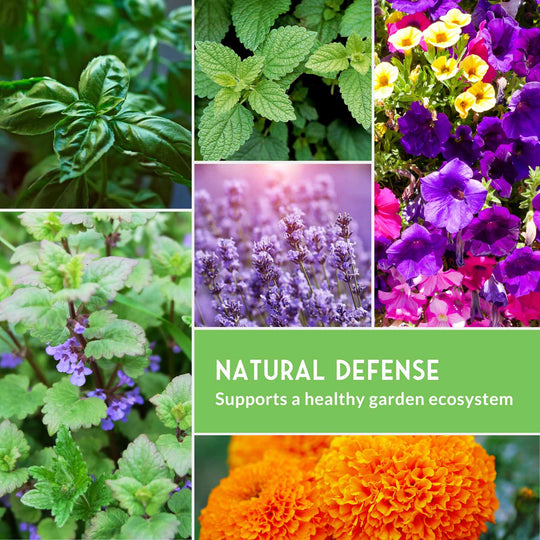 Survival Garden Seeds: 6 Pest Defense Herb & Flower Seeds - Repel Garden Pests Naturally