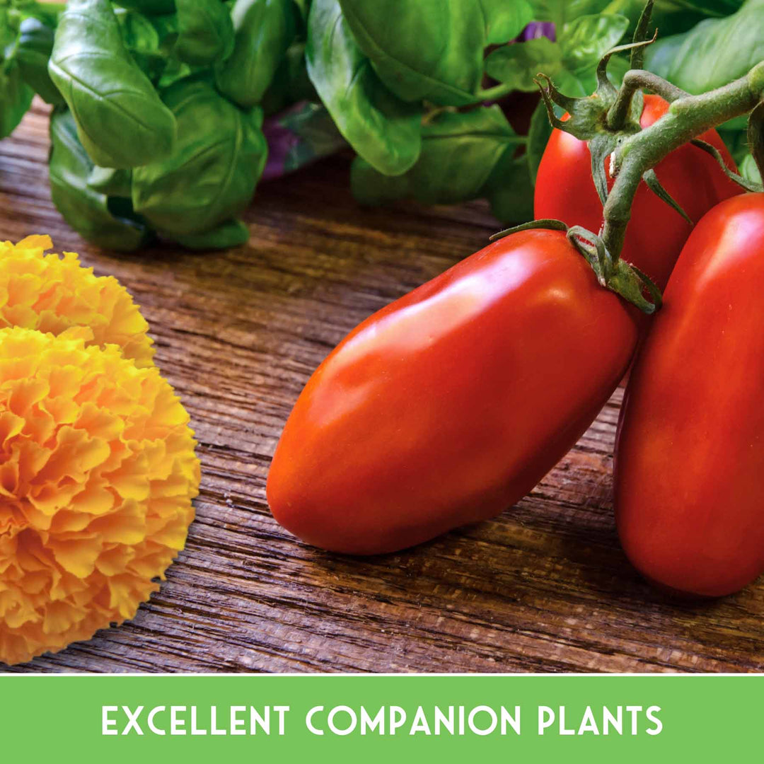 Survival Garden Seeds: 6 Pest Defense Herb & Flower Seeds - Repel Garden Pests Naturally